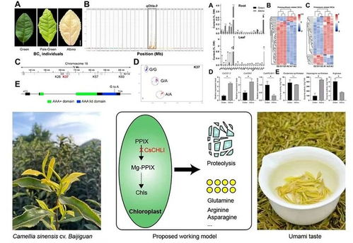 茶樹葉色白化的遺傳機(jī)制解析取得新進(jìn)展