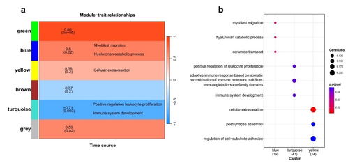 成都生物研究所在蠑螈肢體再生早期的遺傳機(jī)制探究中取得進(jìn)展